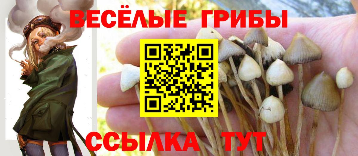 Галлюциногенные грибы Psilocybine cubensis Ипатово